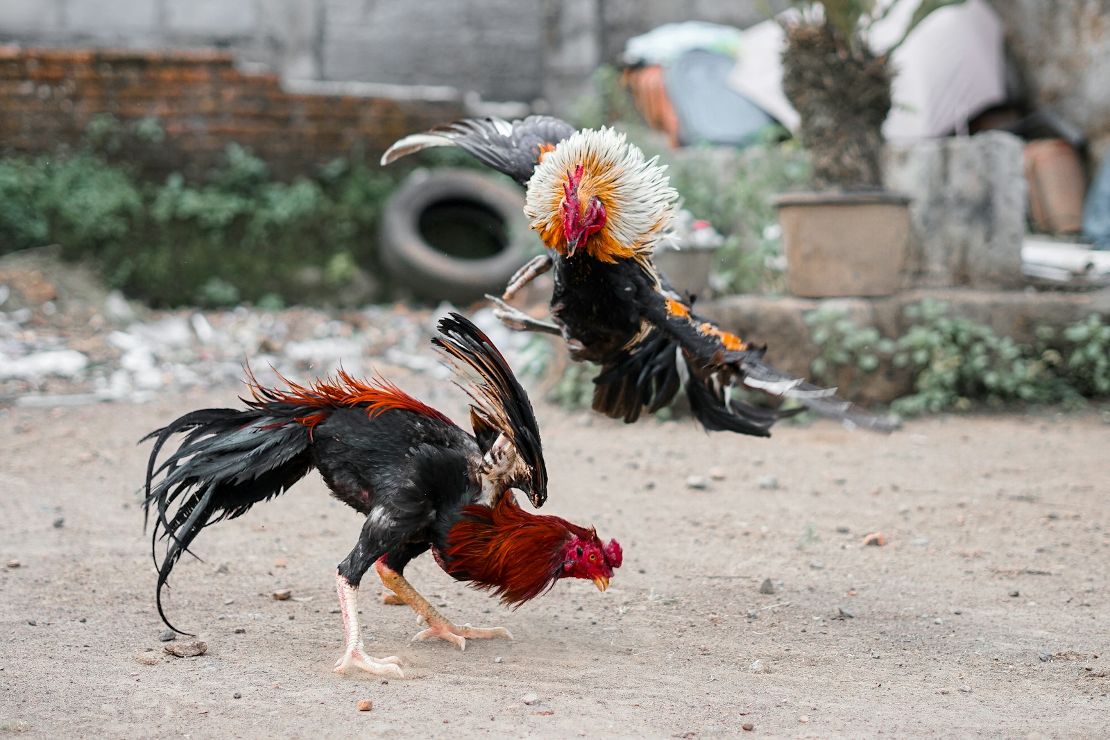Two roosters fighting in a dirt arena